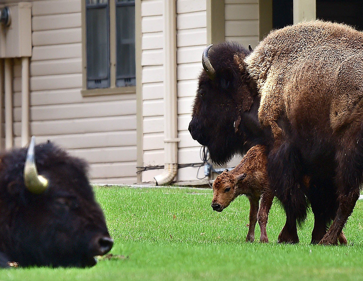 Spring in Yellowstone